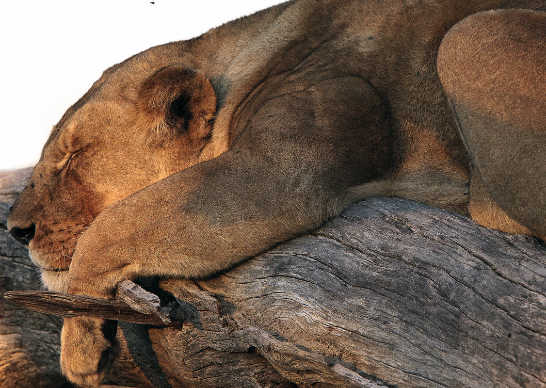 Download Lion Lying Up Close (1126Wx800H)