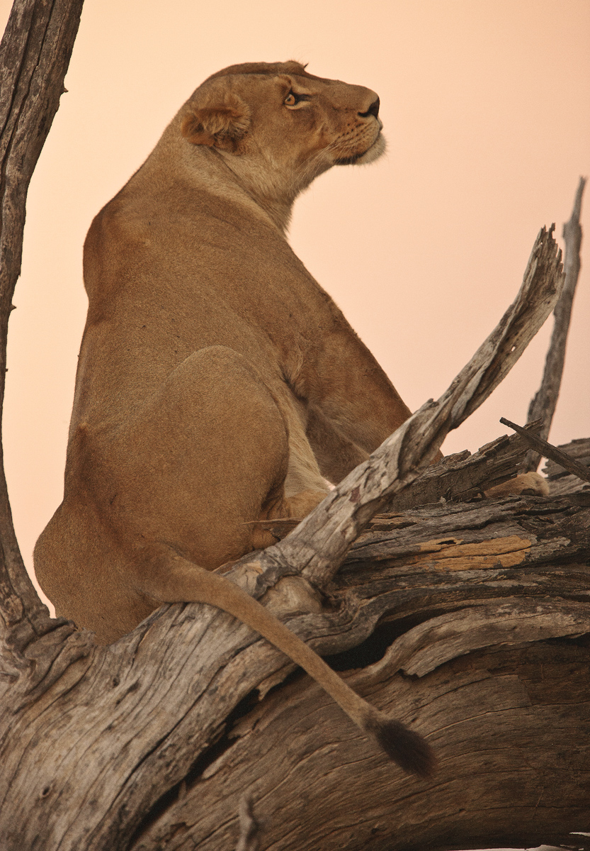 Download Lion on Haunches (833Wx1200H)