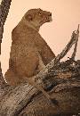 Lion on Haunches (833Wx1200H) - Lion on Haunches - Africa - 2010 