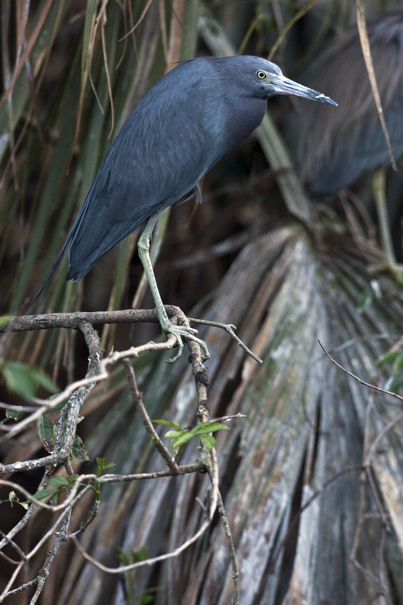 Download Little Heron on Tree (800Wx1200H)