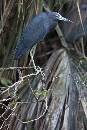 Little Heron on Tree (800Wx1200H) - Little Heron on Tree - Amelia Island - 2010 