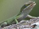 Chamelion (631Wx470H) - Chamelion - Eagan's Greenway - Amelia Island 