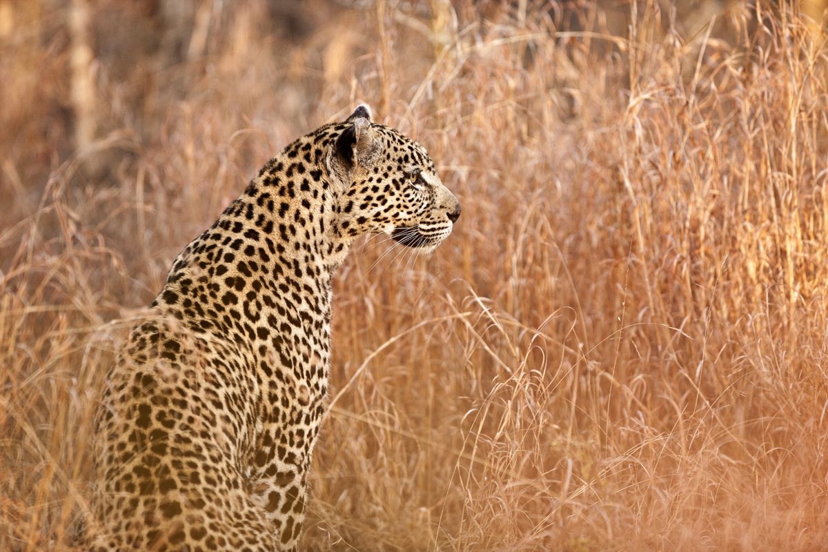 Download Last Day Leopard (1200Wx800H)