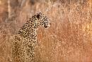 Last Day Leopard (1200Wx800H) - Last Day Leopard - Africa - 2010 