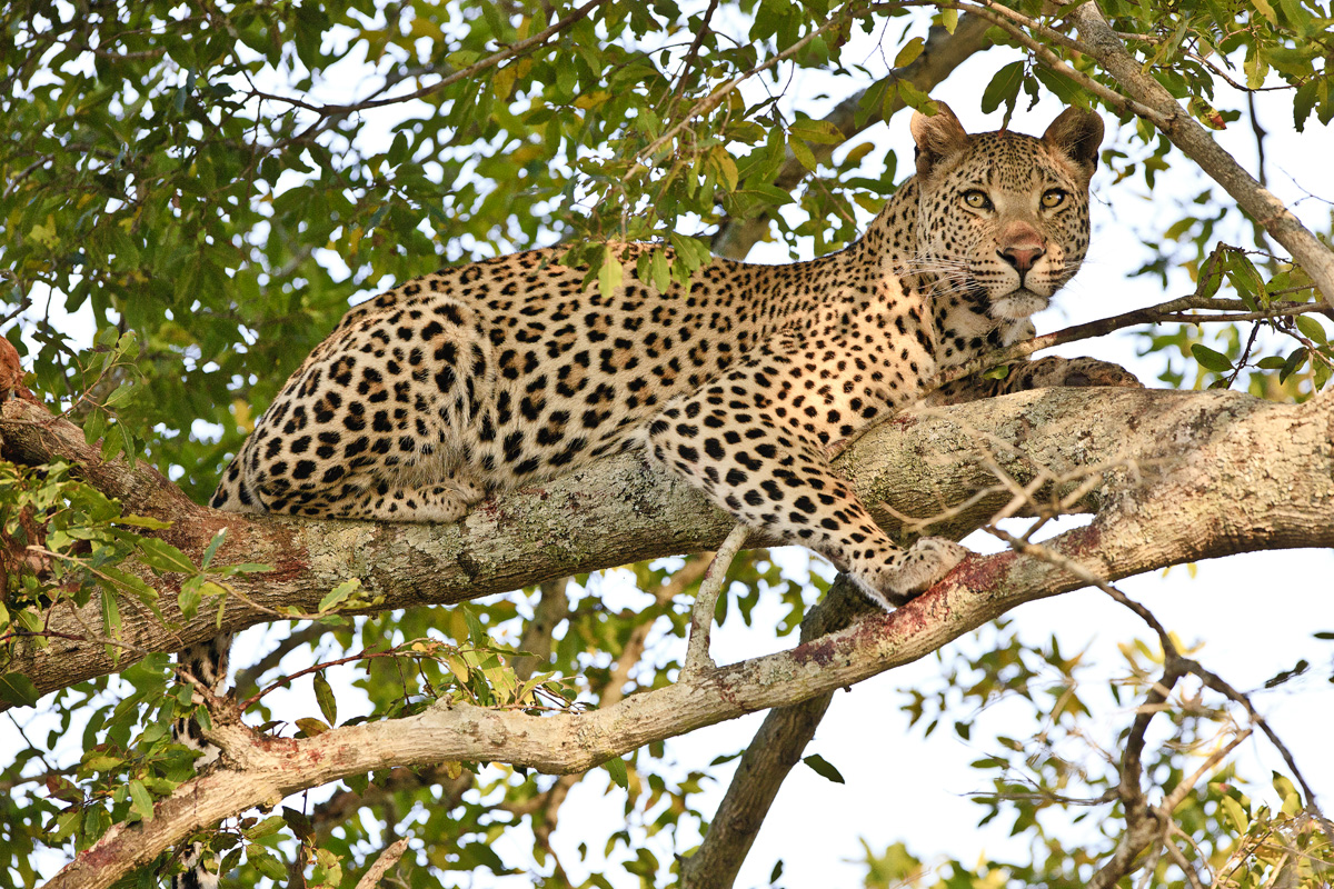 Download Londolozi Leopard (1200Wx800H)