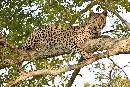 Londolozi Leopard (1200Wx800H) - Londolozi Leopard - Africa - 2010 