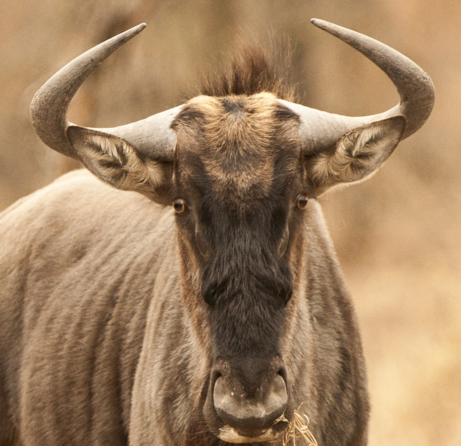 Download Wildebeast Close-Up (931Wx900H)