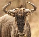 Wildebeast Close-Up (931Wx900H) - Wildebeast Close-Up - Africa - 2010 