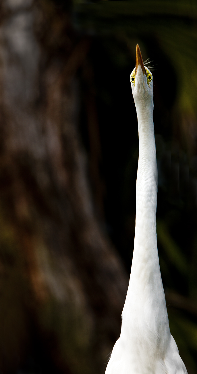 Download Long Neck 4 (686Wx1300H)