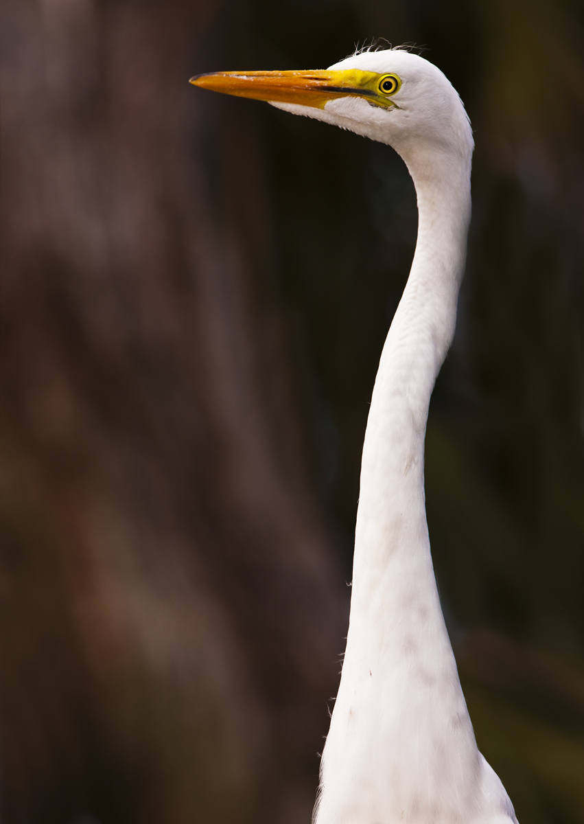 Download Long Neck 5 (851Wx1200H)