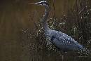 Looking Out (1050Wx700H) - Looking Out  - Amelia Island - 2010 