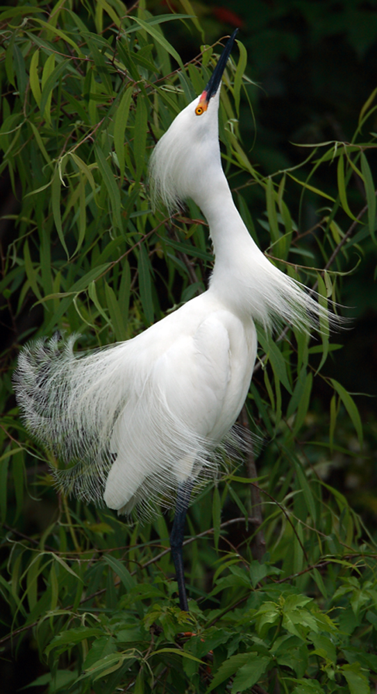 Download Looking Up - Egret (543Wx1000H)