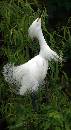 Looking Up - Egret (543Wx1000H) - Looking Up - White Egret Preening - Jacksonville Zoo - 2008  