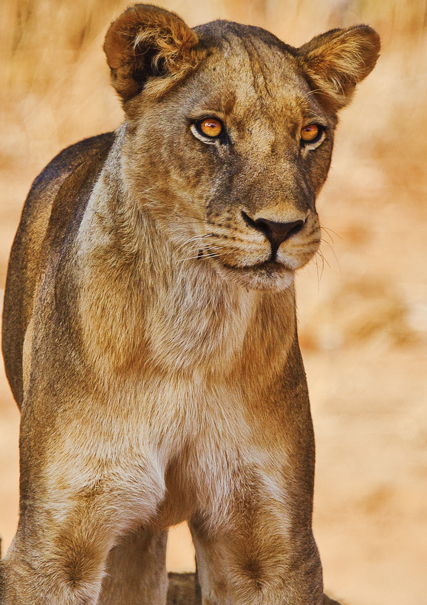 Download Moma Lion Close Up (846Wx1200H)