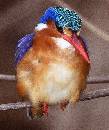 Malachite Kingfisher (837Wx1000H) - Malachite Kingfisher - Africa - 2010 