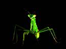 Baby Mantis (720Wx538H) - Baby Mantis - 2006 