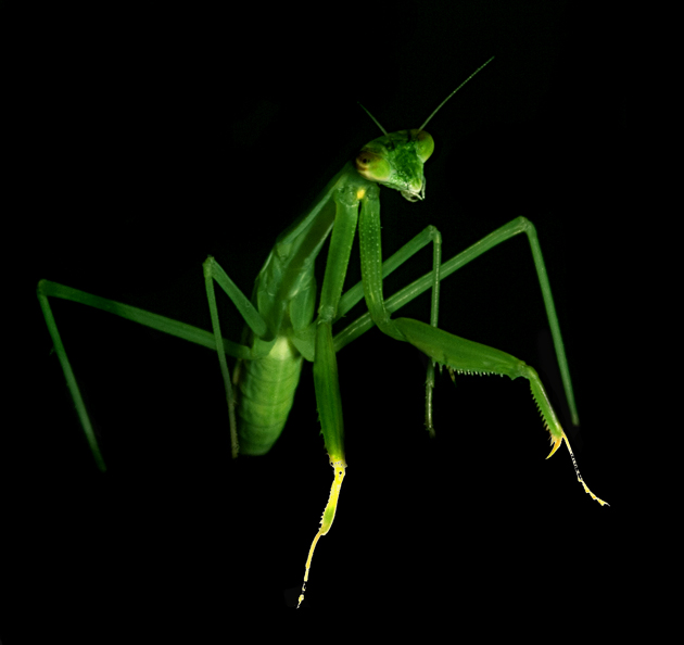 Download Ninja Mantis (630Wx594H)