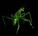 Ninja Mantis (630Wx594H) - Ninja Mantis - 2006 