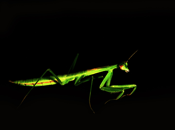 Download SuperMantis (720Wx537H)