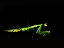 SuperMantis (720Wx537H) - Long Lean Mantis - 2006 