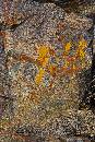 Markings on Rock (600Wx900H) - Markings on Rock - Greenland - 2008 