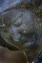 Mestorvick Woman (600Wx900H) - Mestorvick Woman Face - 2008 