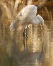 Mirror Mirror (886Wx1100H) - Mirror Mirror - Amelia Island - 2010 