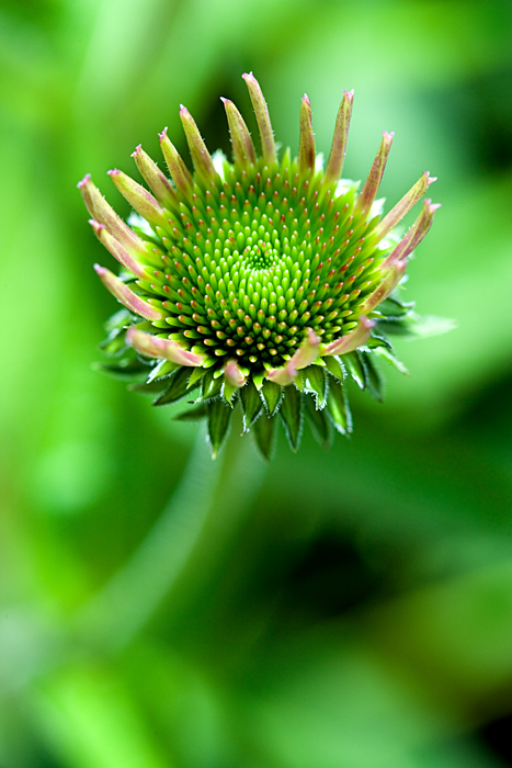 Download Echinacea 2006 (467Wx700H)