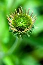 Echinacea 2006 (467Wx700H) - Echinacea - 2006 