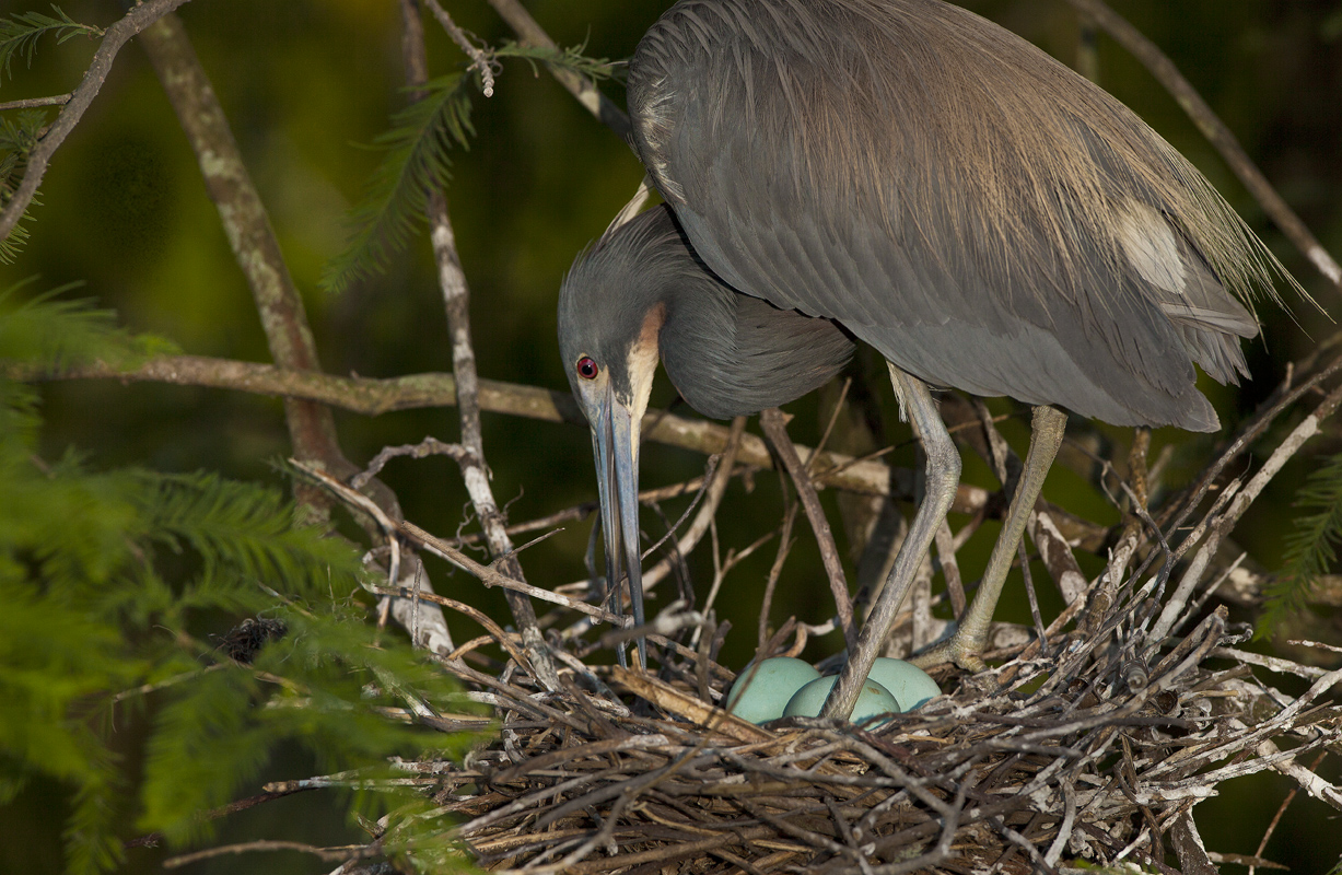 Download Mom and Eggs (1227Wx800H)