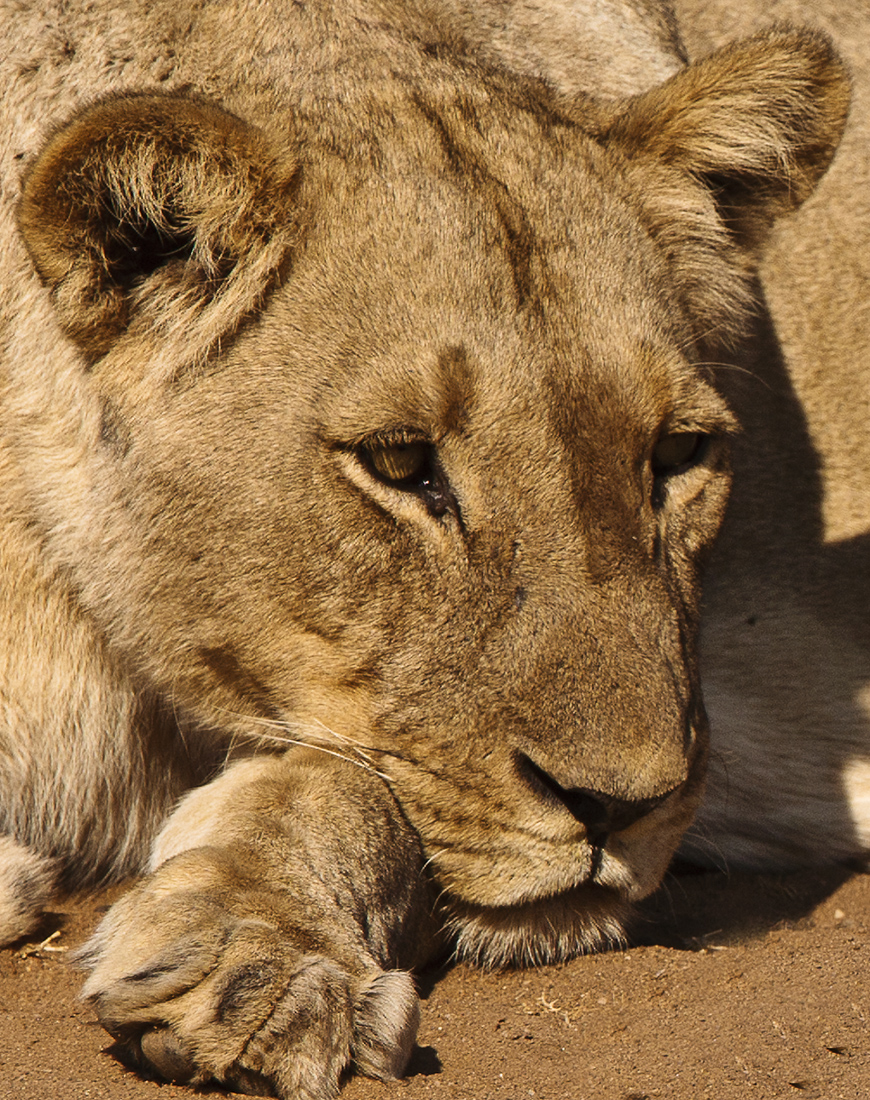Download Moma Lion (870Wx1100H)