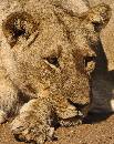 Moma Lion (870Wx1100H) - Momma Lion - Africa - 2010 