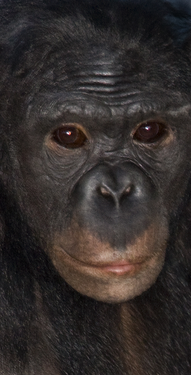 Download Monkey Face (388Wx760H)
