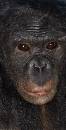 Monkey Face (388Wx760H) - Monkey Face - 2008 