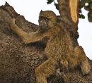 Monkey Climbing (988Wx900H) - Monkey Climbing - Africa - 2010 
