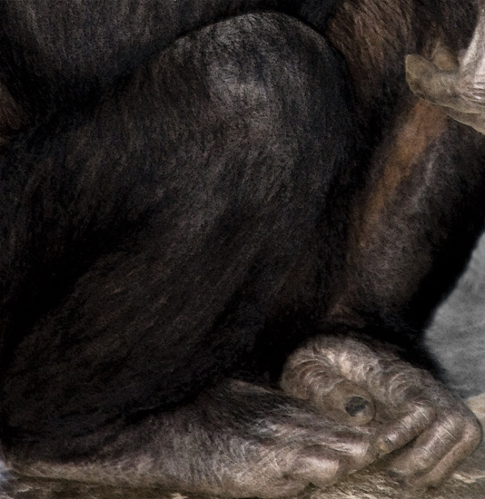 Download Monkey Feet (534Wx550H)