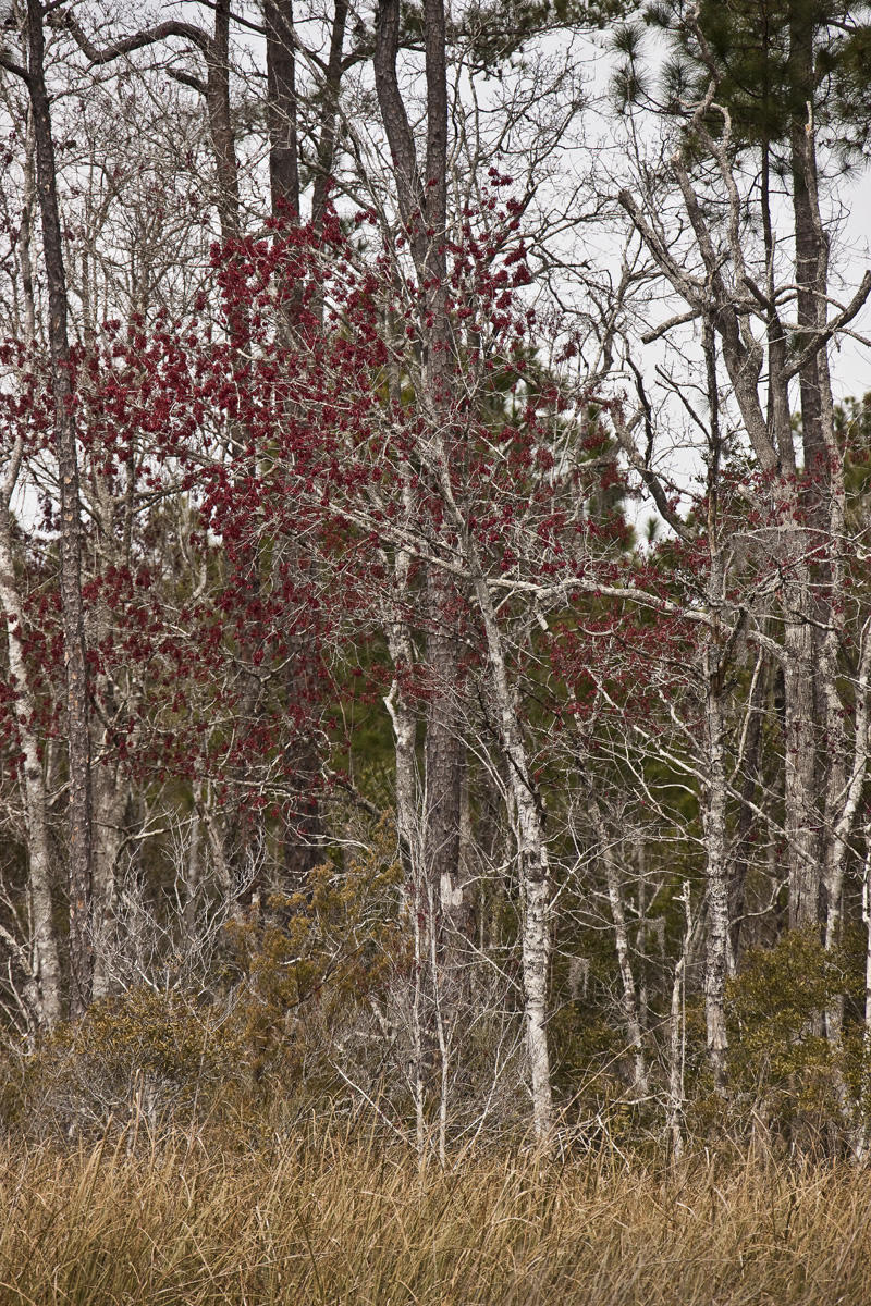 Download More Red (800Wx1200H)