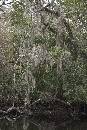 Moss Tree (800Wx1200H) - Moss Tree on Way to White Oak - 2010 