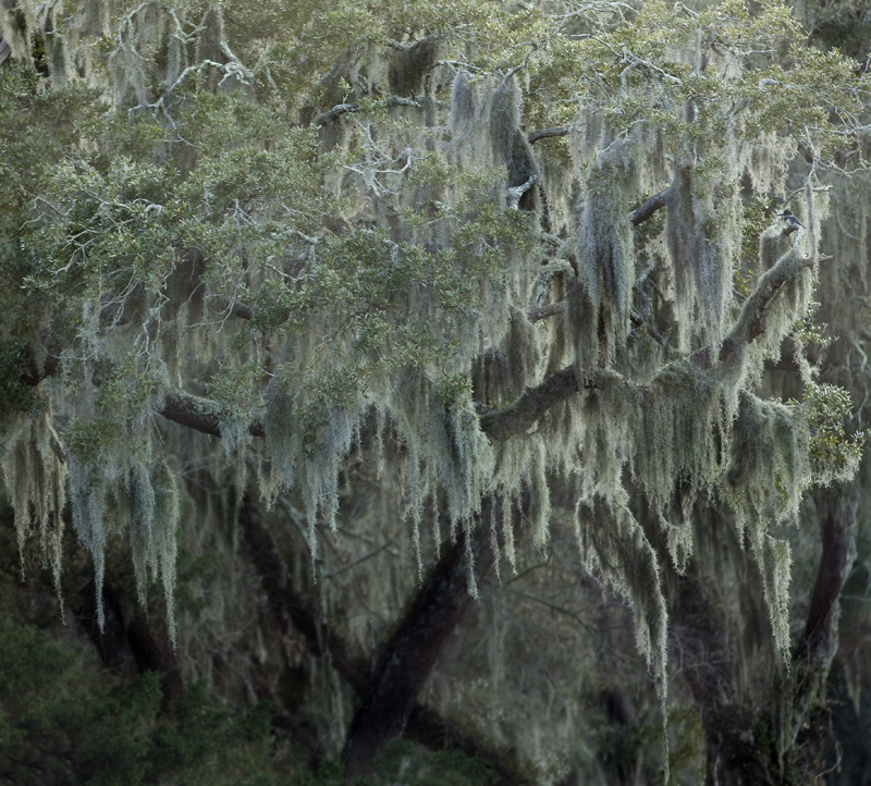 Download Moss in Twilight (3560Wx3212H)