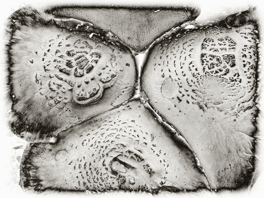 Download Mushroom 1  (900Wx675H)