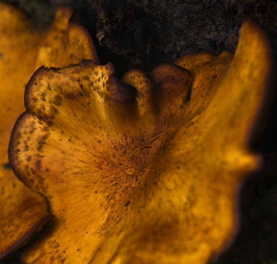 Download Mushroom 3 (565Wx540H)