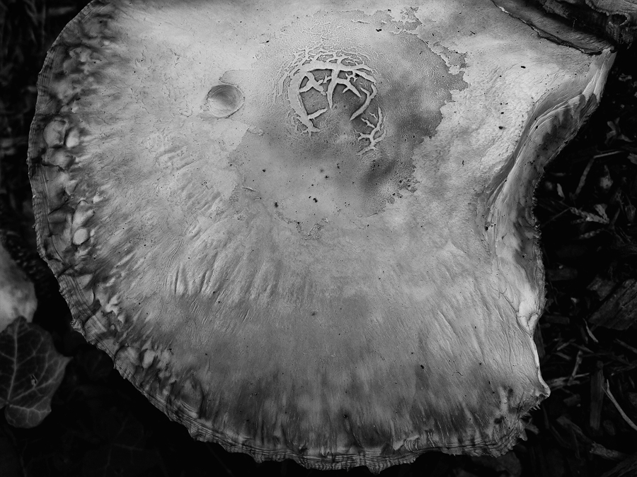 Download Mushroom 3 (900Wx675H)
