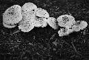 Mushroom 3 x (900Wx600H) - Mushroom 3 x - Canon 105 -2009 