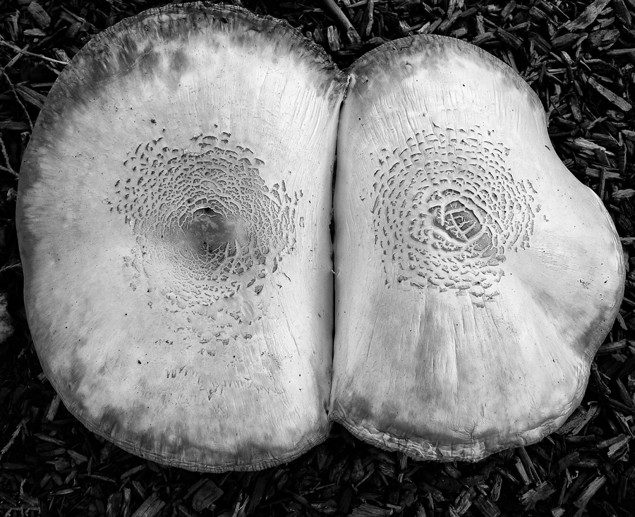 Download Mushroom 4 (900Wx733H)