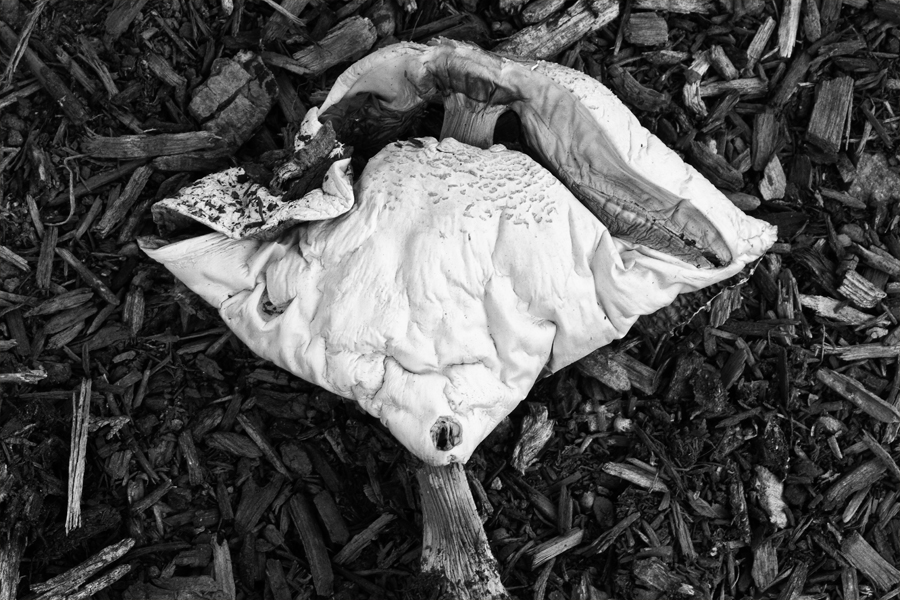 Download Mushroom 4 x (900Wx600H)