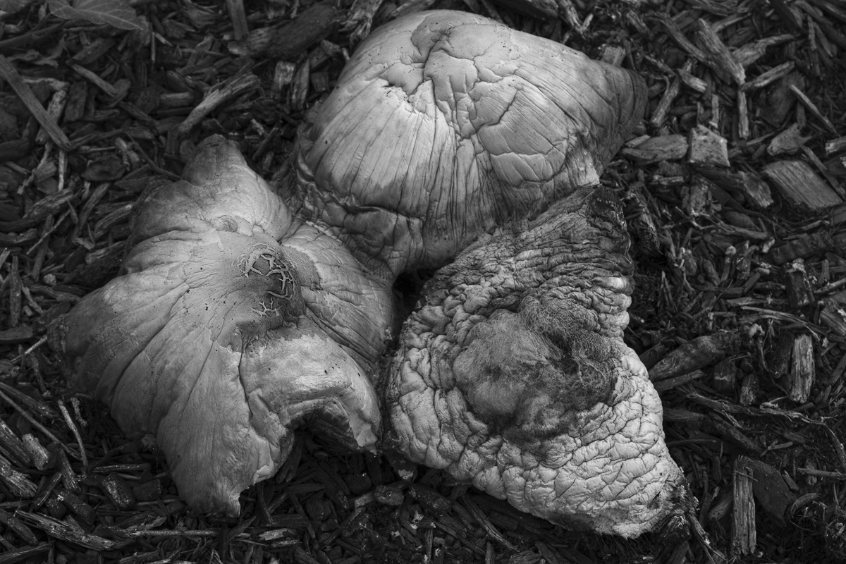 Download Mushroom 5 x (1200Wx800H)