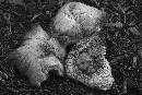 Mushroom 5 x (1200Wx800H) - Mushroom 5 x   Canon 100mm - 2009 