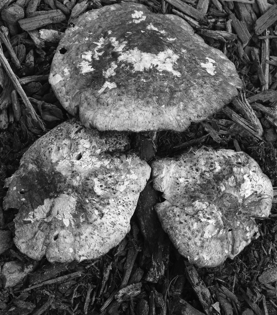 Download Mushroom 7x (900Wx1022H)