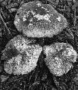 Mushroom 7x (900Wx1022H) - Mushroom 7x  - Canon - 100mm - 2009 