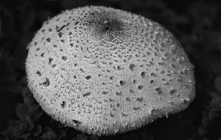 Download Mushroom  (900Wx570H)